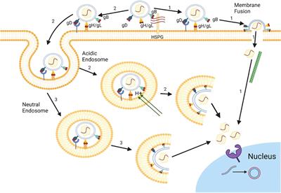 Anti-herpes simplex virus activities and mechanisms of marine derived compounds